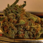 Medical Marijuana in New York