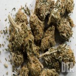 The Best Way to Add Moisture to Over-Dry Marijuana