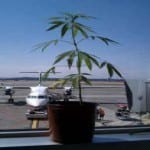 What TSA Says About Flying With Medical Marijuana