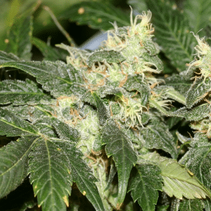 Hash Plant