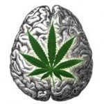 Marijuana Brain Cannabis Brain
