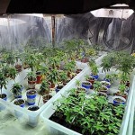 JNS.MarijuanaRaid2