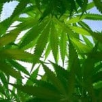 Stoner Friendly Links 9/8/10