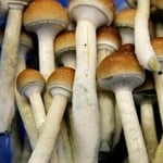 Czech Republic Decriminalizes Peyote, Magic Mushroom Growing