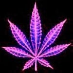 Purple Leaf