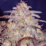 Purple Nug Purple Nug