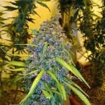 Great Falls, Montana Considers 3 Dispensary Options