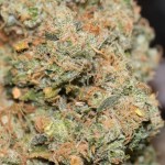 Colorado Marijuana Survey