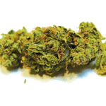 Top Grade Marijuana Strain Reviews