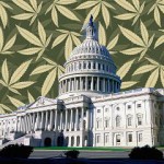federal marijuana law marijuana