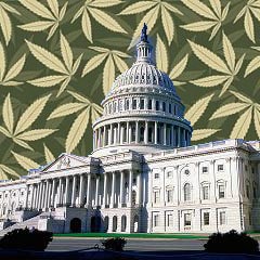 federal marijuana law marijuana