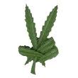Sunday Interview with Southern Oregon NORML Chapter