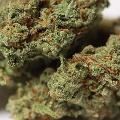 XJ13 from All American Cannabis Club in San Jose is an 80 percent sativa