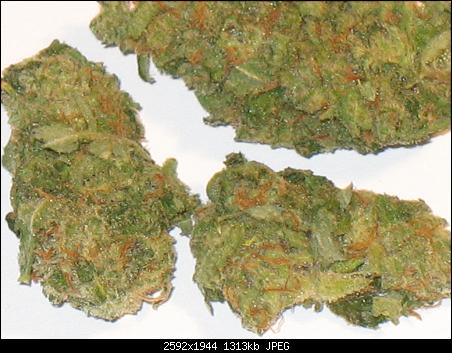 Potency 1 bon XJ13 g load good two is awsome 110 1 being extremely