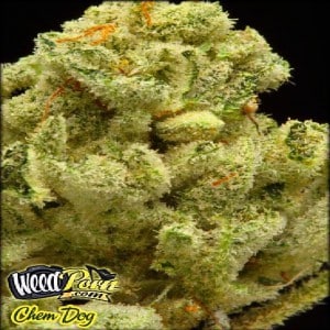 chemdog strain