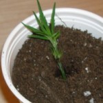 Grower Tip of the Week - Grow Mediums