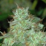 Stoner Friendly Links 3/1/11