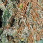 Stoner Friendly Links 3/29/10