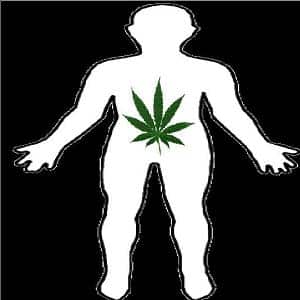 human body and marijuana human body and marijuana