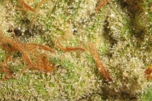 lsd marijuana strain lsd cannabis strain