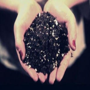marijuana soil planting soil marijuana