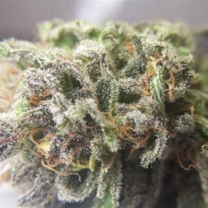 Dank Marijuana Nugget Dank Marijuana Nugget