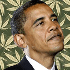 obama marijuana obama marijuana