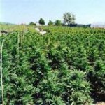 outdoor marijuana outdoor marijuana garden