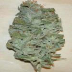 What is the Best Way to Control Odor in a Grow Room?