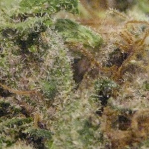 Black Jack Marijuana Strain Review And Pictures - The Weed Blog