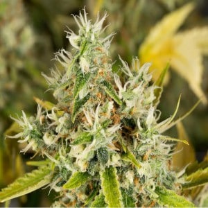 children kids marijuana