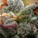 Saturday Stoner Video 3/6/10