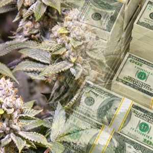 investing in marijuana