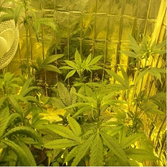 sensi skunk dr hemp 77