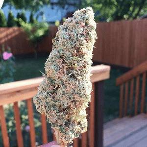strawberry satori panacea portland medical marijuana greenwise gardens 2