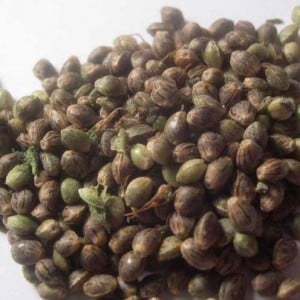 touching marijuana seeds