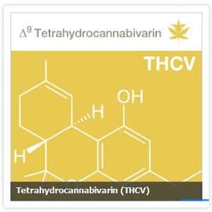 bladder cancer thcv marijuana cannabis