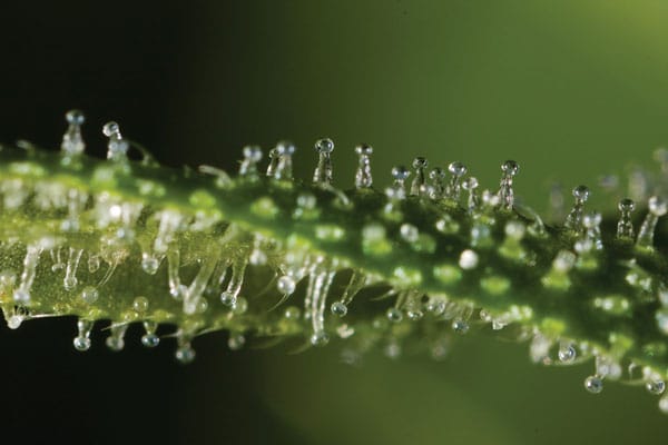 The trichome resin glands are in the early stages of formation