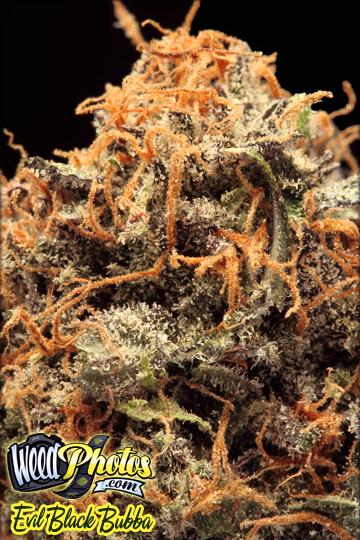 evil black bubba marijuana strain