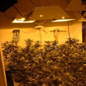 indoor-grow-room indoor-grow-room