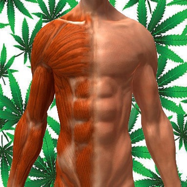 Cannabis And Muscle Spasms - The Weed Blog Cannabis And Muscle Spasms - The Weed Blog
