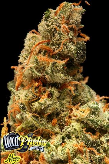 mojo marijuana strain