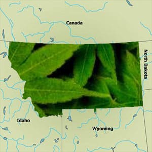 montana medical marijuana tom daubert