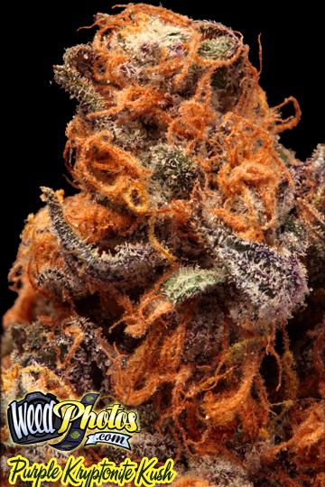 purple kryptonite kush marijuana strain