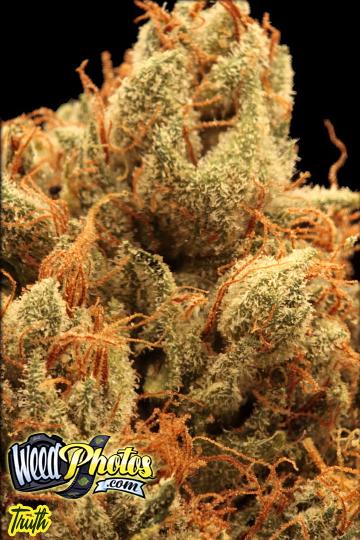 truth marijuana strain