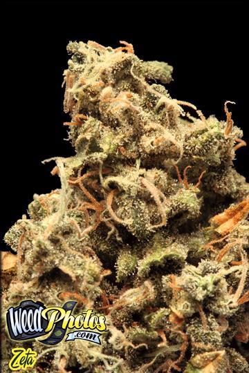 zeta marijuana strain