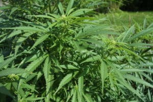 cbd, marijuana, cannabis sativa