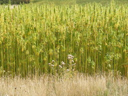 hemp cbd, hemp plants
