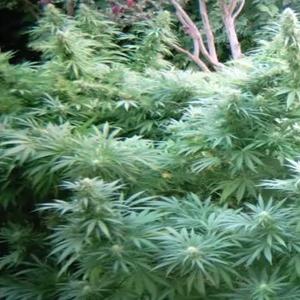 outdoor marijuana garden