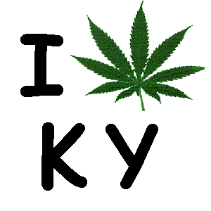 Image result for kentucky marijuana